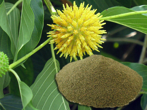 Buy kratom online