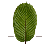 Buy Kratom