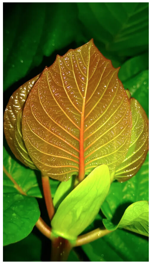buy kratom plants