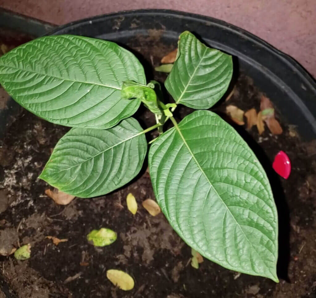 Buy kratom online