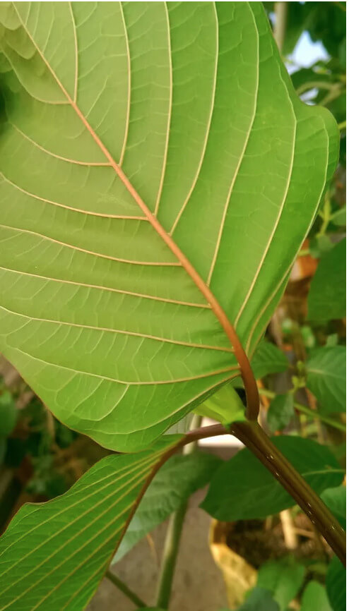 buy kratom near me