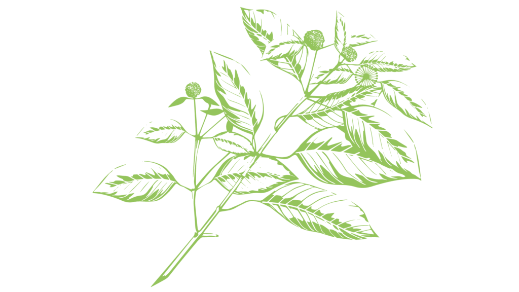 Best kratom strain