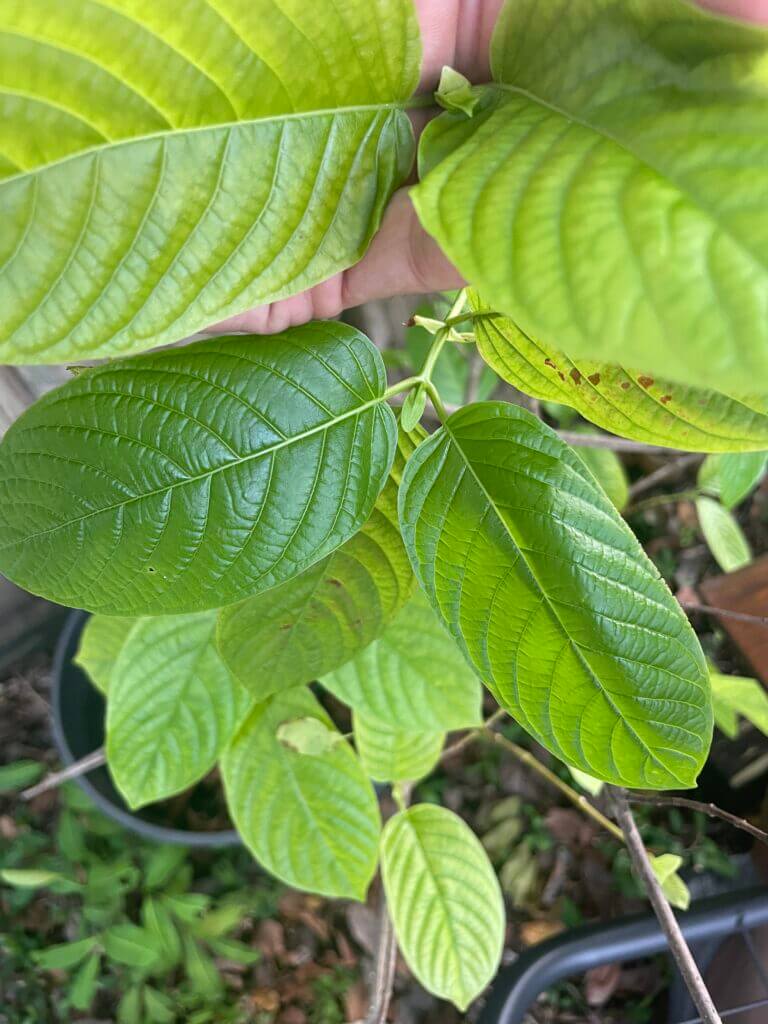 buy kratom near me