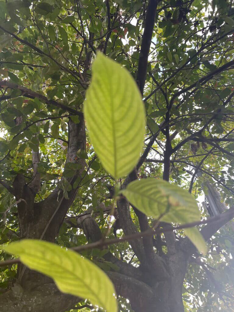 buy green kratom