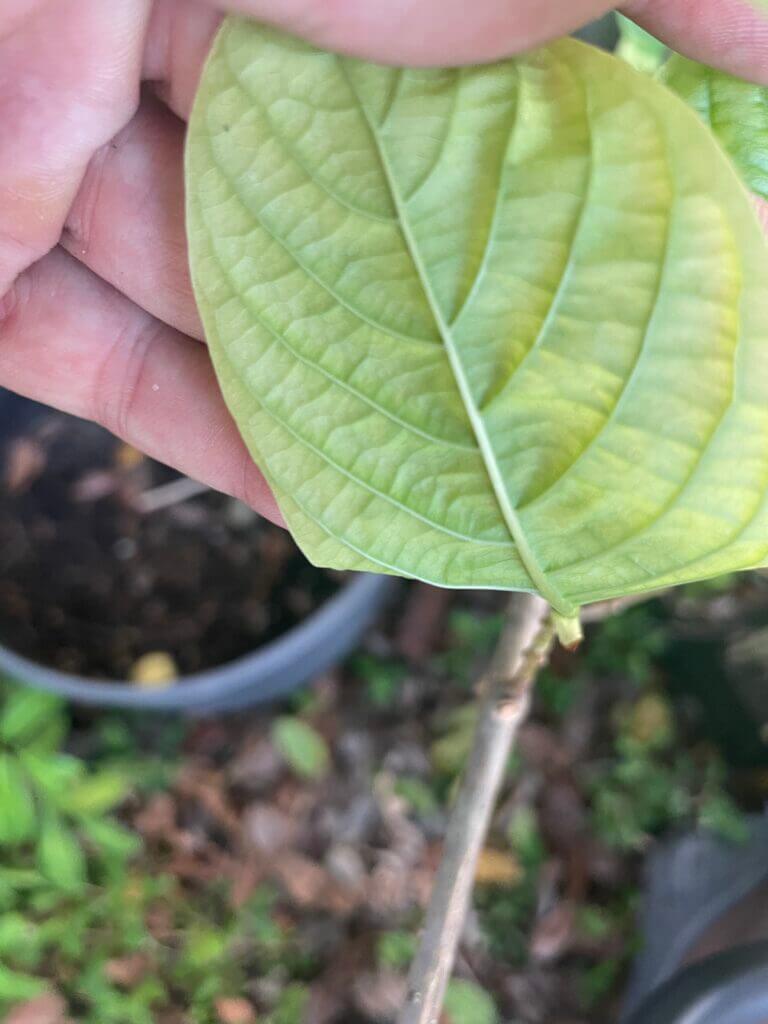buy kratom hollywood florida