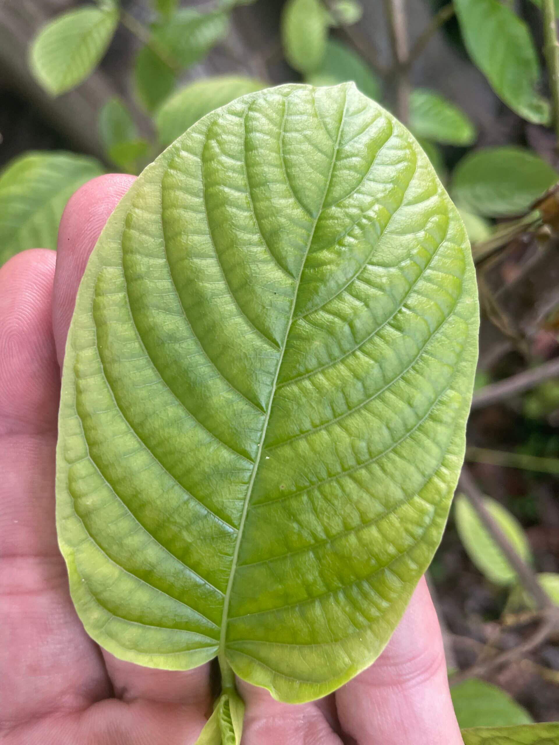 kratom tree