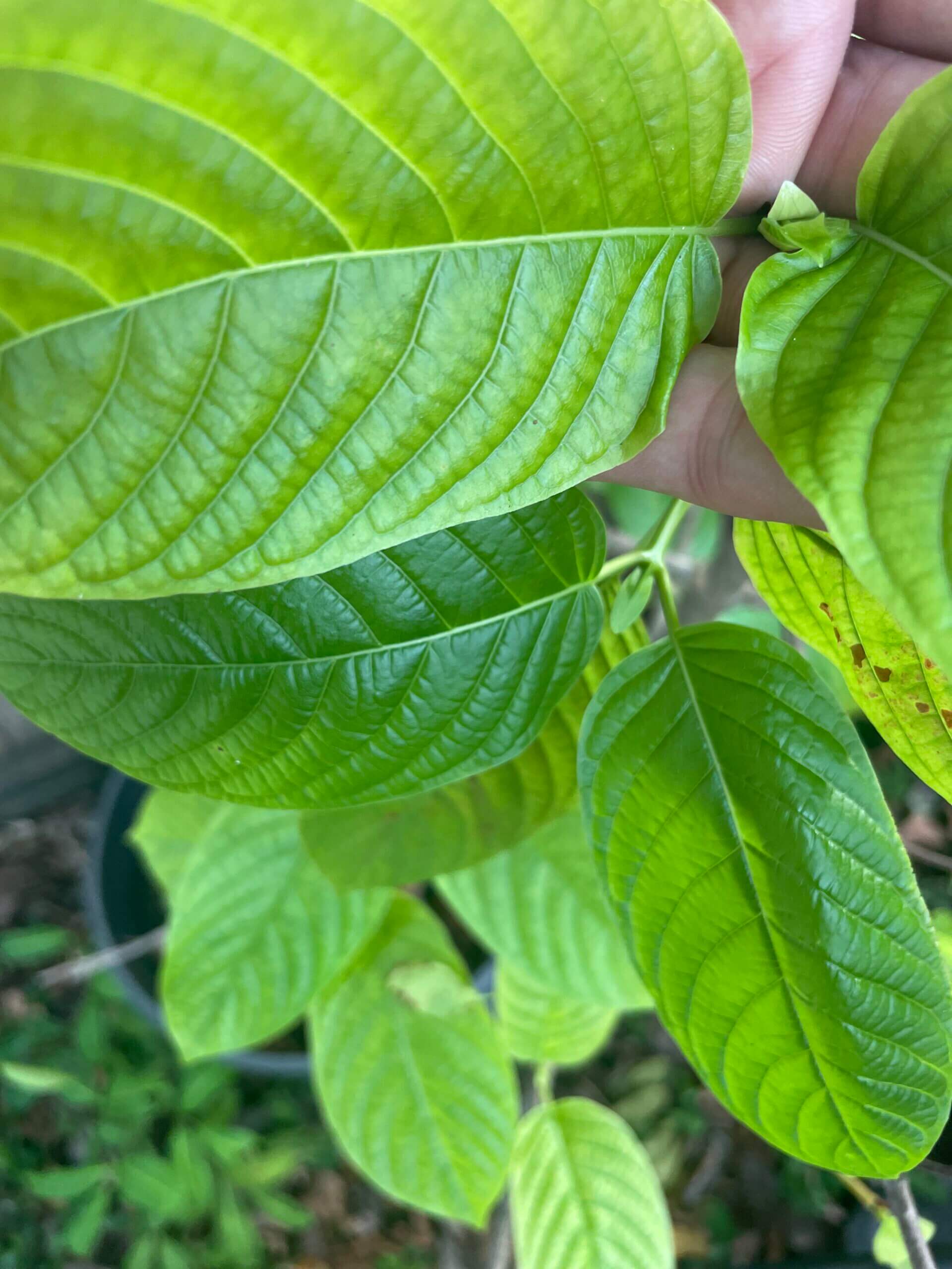 buy kratom tea