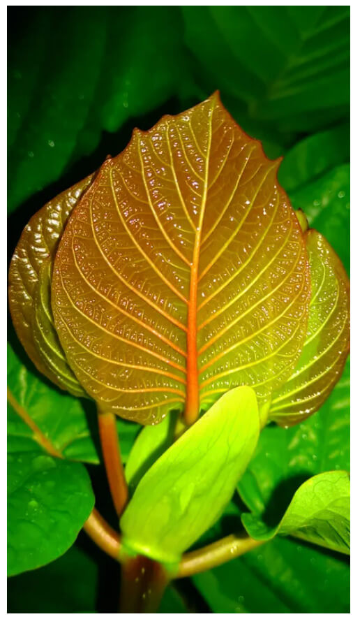 kratom leaf