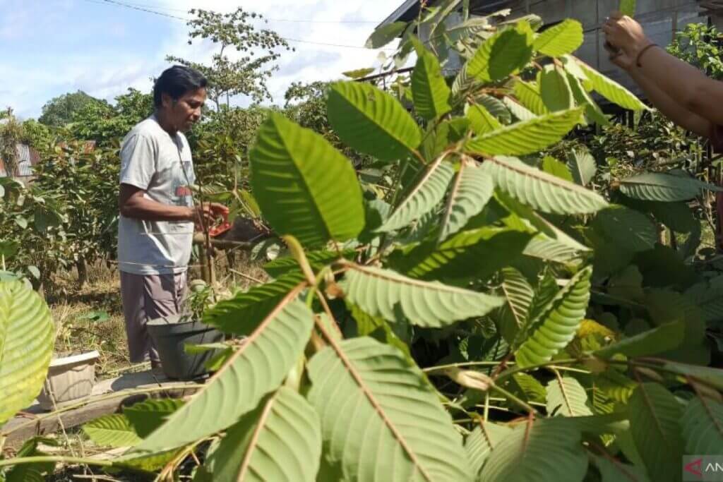 kratom for energy